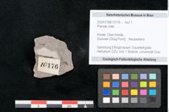 Foto (Objekt + Etikett) von Plantae indet.  (NHMW-GEO-2024-0188-10176)